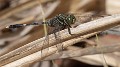 Orthetrum serapia male (2 of 9)